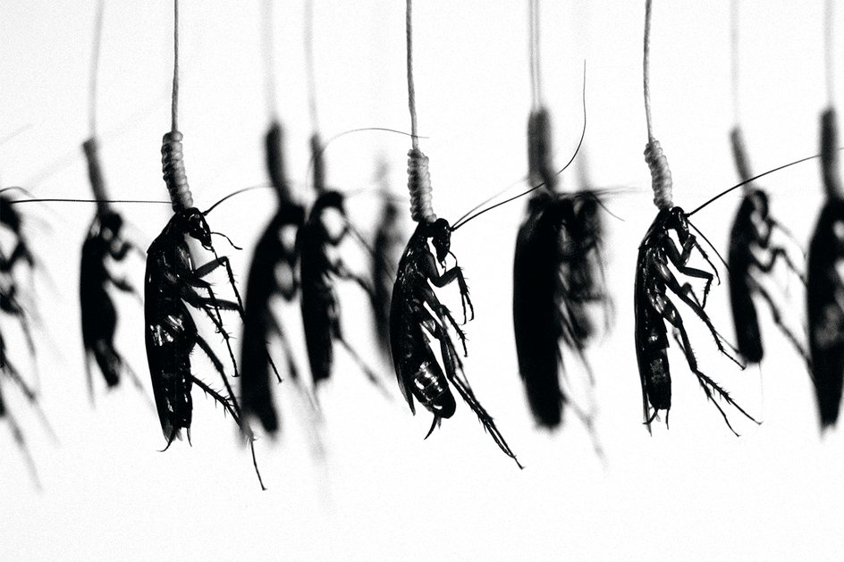 Baratas enforcadas em foto da artista visual Catherine Chalmers: esses insetos são usados no mundo todo para combater várias doenças, inclusive insuficiência cardíaca, tuberculose e câncer - CRÉDITO: CATHERINE CHALMERS_BARATA AMERICANA, EXECUÇÕES_ENFORCAMENTO_2003