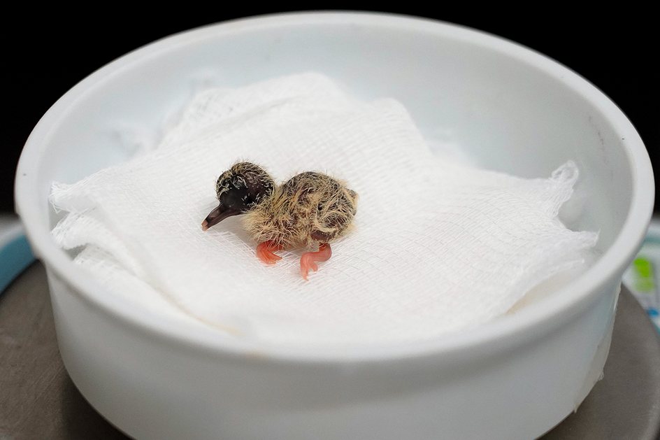 Filhote de rolinha-do-planalto no Parque das Aves, zoológico em Foz do Iguaçu: pela primeira vez na história dessa espécie, uma ave recém-nascida ficou entregue aos cuidados humanos - CRÉDITO: DIVULGAÇÃO_PARQUE DAS AVES
