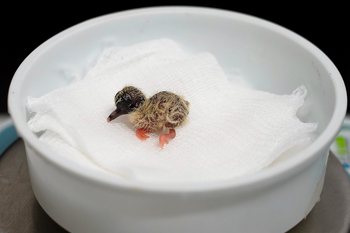 Filhote de rolinha-do-planalto no Parque das Aves, zoológico em Foz do Iguaçu: pela primeira vez na história dessa espécie, uma ave recém-nascida ficou entregue aos cuidados humanos - CRÉDITO: DIVULGAÇÃO_PARQUE DAS AVES