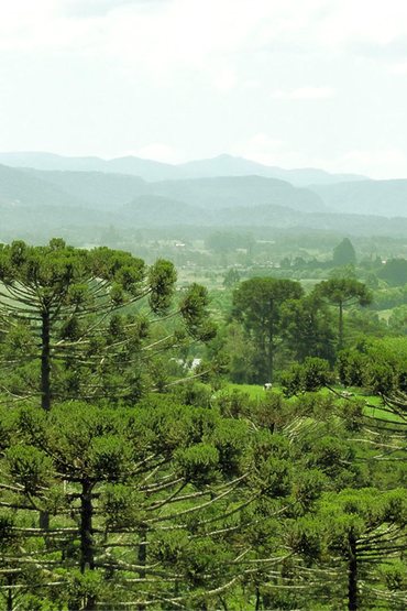 Imagem O povo que fez do pinhão uma floresta