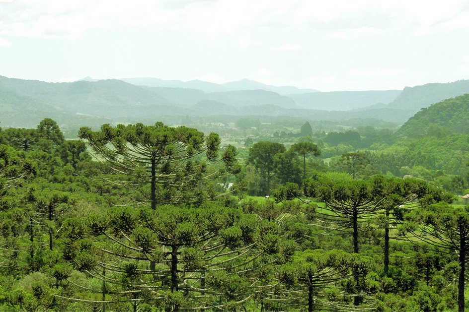 Imagem O povo que fez do pinhão uma floresta