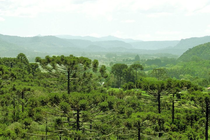 Imagem O povo que fez do pinhão uma floresta