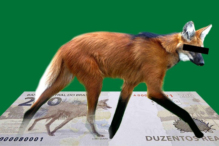 Imagem A história secreta do lobo-guará