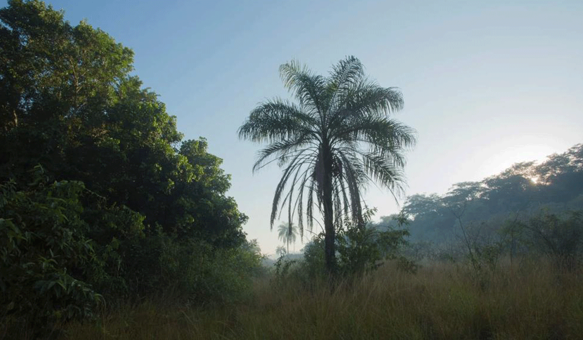 Imagem Uma floresta mais perto do fim